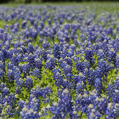 See me in San Antonio?